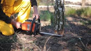 Best Emergency Tree Removal  in Salina, UT