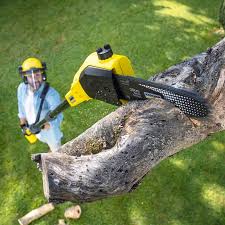 Best Utility Line Clearance  in Salina, UT