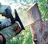 Best Arborist Consultation Services  in Salina, UT