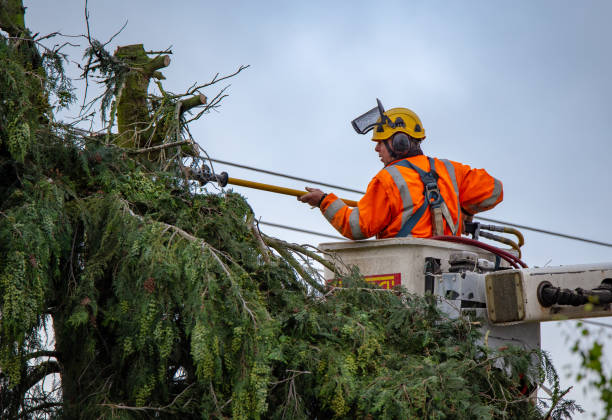 Best Commercial Tree Services  in Salina, UT