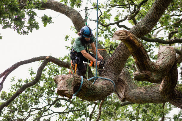 How Our Tree Care Process Works  in  Salina, UT