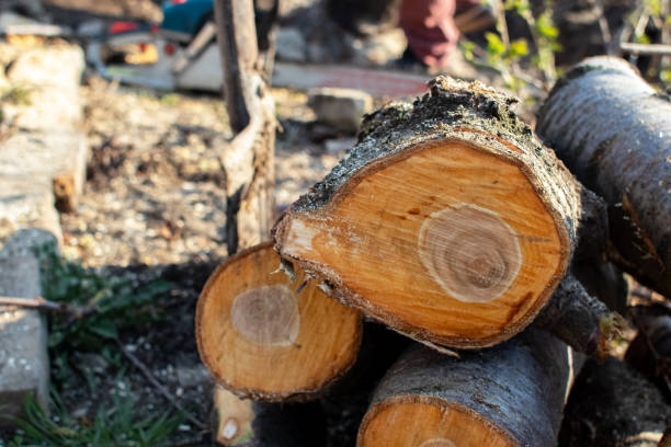 Best Hazardous Tree Removal  in Salina, UT