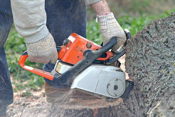 Reliable Salina, UT Tree Care Solutions