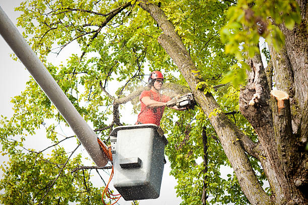 Best Hedge Trimming  in Salina, UT