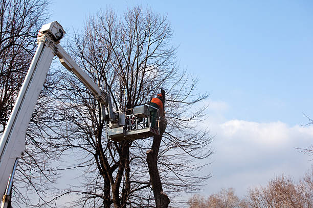 Best Seasonal Cleanup (Spring/Fall)  in Salina, UT