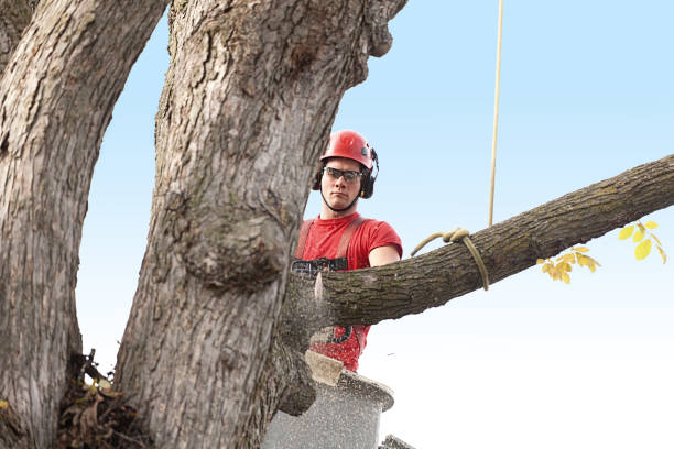 Best Lawn Pest Prevention  in Salina, UT